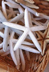 Fototapeta na wymiar basket of starfish