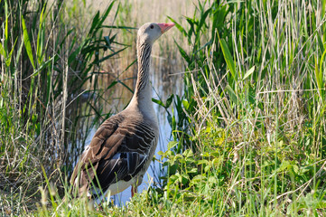 goose going for a swim in the lake