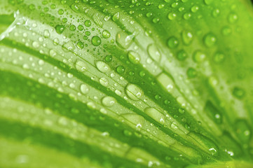 morning drops on green leaves