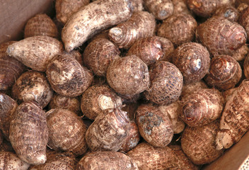 box of taro roots