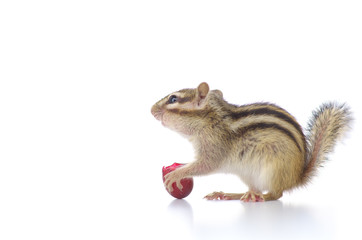 葡萄を食べるシマリス