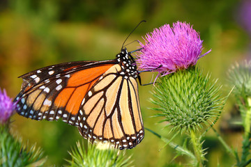 Monarch Butterfly (Danaus plexippus)