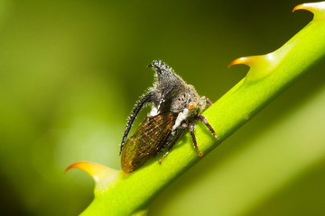 Aphid