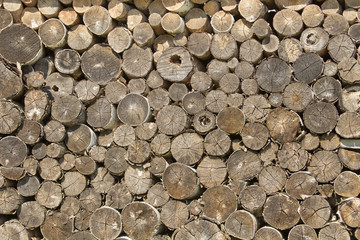 Big woodpile from logs