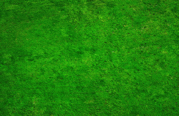 Fototapeta premium dirty grass