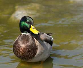 Male Mallard Duck