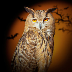 Bubo bubo eagle owl night bird