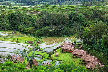 Fototapeta na wymiar Taras ryżu pola, Bali, Indonezja