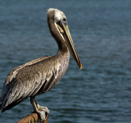 Brown Pelican