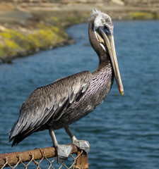 Brown Pelican