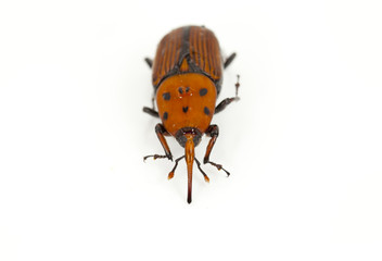 Red weevil