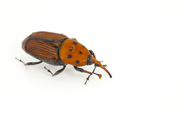 Red weevil
