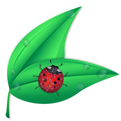 ladybug on a plant with drops of dew