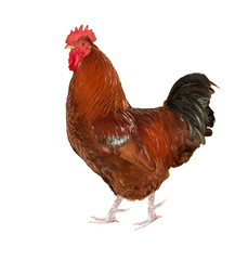 brown rooster isolated on white