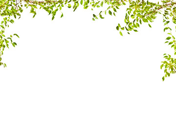 Obraz na płótnie Canvas green tree foliage half frame