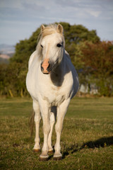 Obraz premium Pretty grey mare
