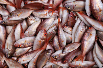 Fresh red sea bream fish background