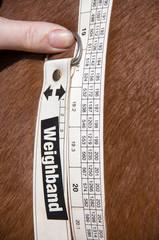 Equine Scales