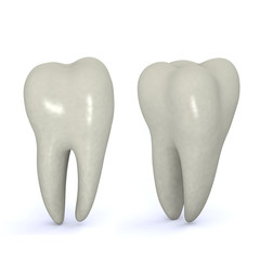 Molar Teeth