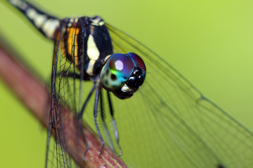 Libellule © Joachim Martin