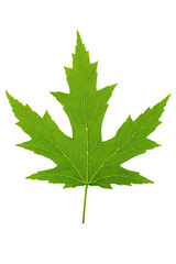 Maple Leaf