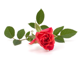 Beautiful rose