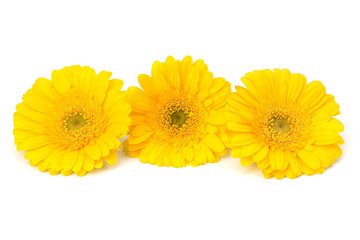 Fototapeta premium Beautiful daisy gerbera flowers