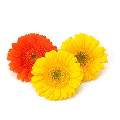 Beautiful daisy gerbera flowers