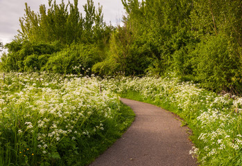 Fototapeta na wymiar Small path between white flowering Cow Parsley