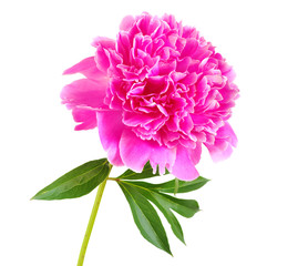 pink peony flower