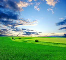 Field © Alekss