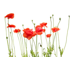 beautiful red poppies