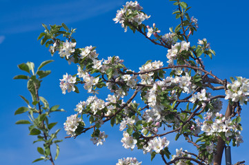 Orchard Blossoms