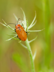 Orange ladybug