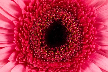 Gordijnen roze gerbera close-up © viktoriya89