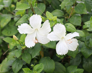 Цветы гибискуса