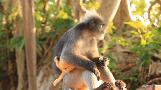 Dusky Leaf Monkey with baby