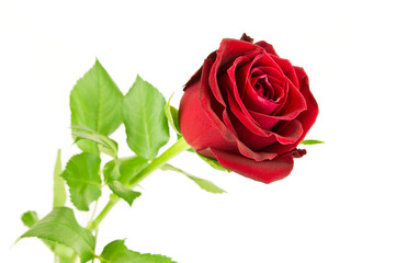 Red Rose on white