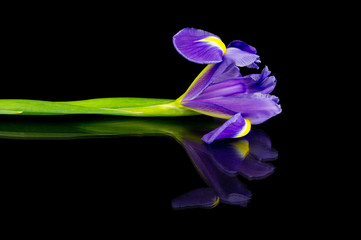 Reflected iris