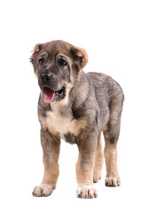 Obraz premium yong puppy 3 months age. Asian Shepherd