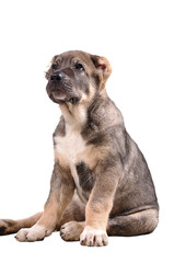 Obraz premium yong puppy 3 months age. Asian Shepherd