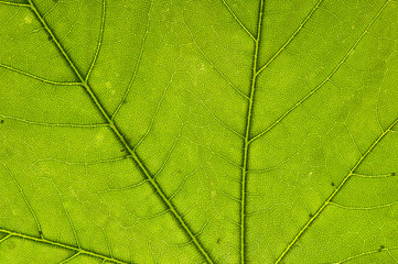 Leaf texture