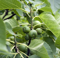 Feigen, Feigenbaum