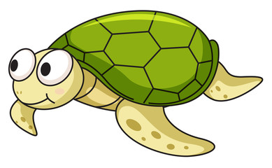 Turtle