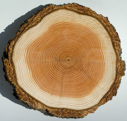 Jahresringe, Holzscheibe