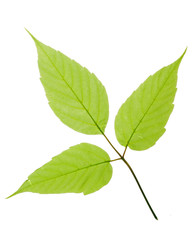 Leaf