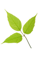 Leaf