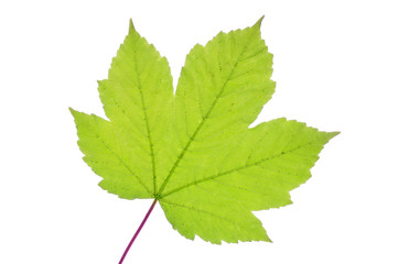 Leaf