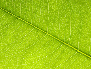 Leaf texture