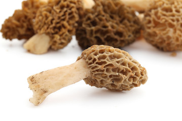 Morilles